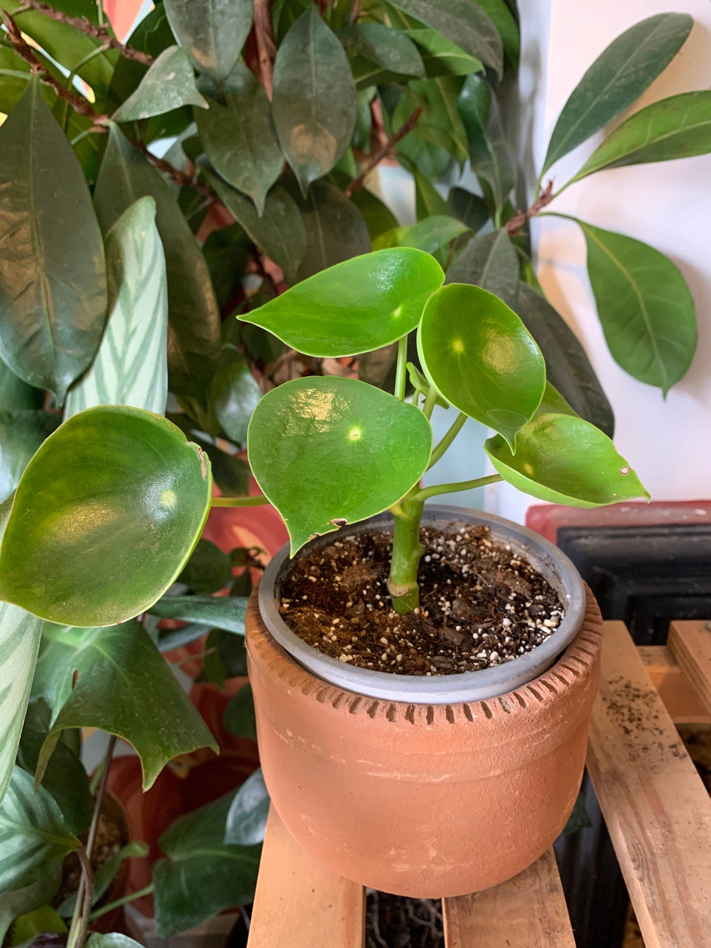 Peperomia Cucharita S