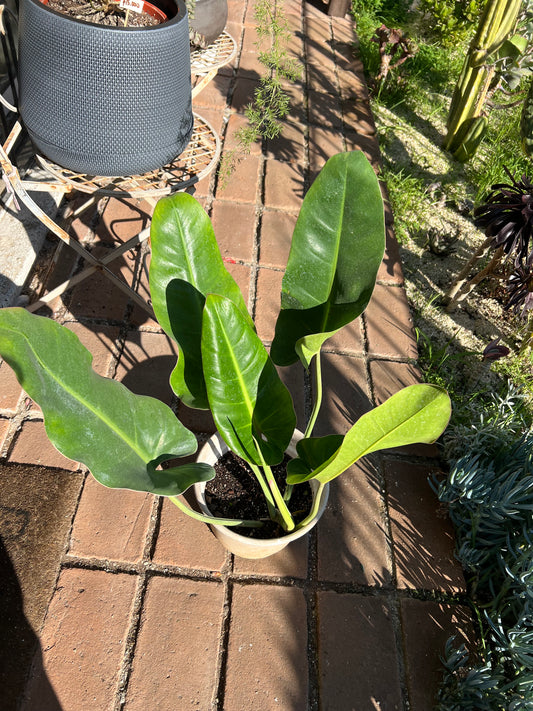 Filodendro Longifolio