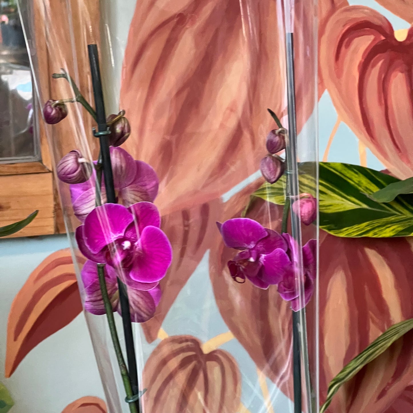 Orquídea