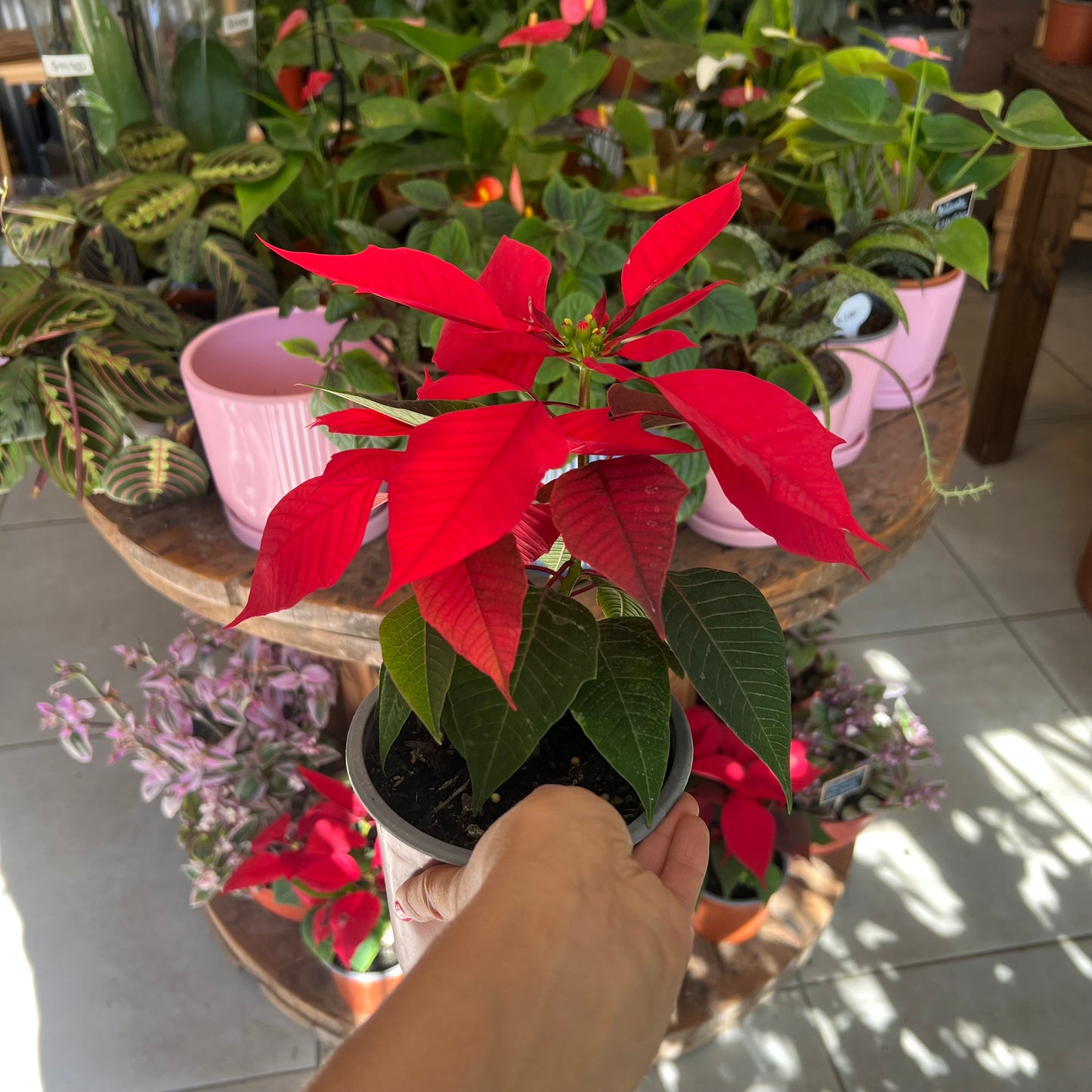 Corona del Inca (flor de navidad)