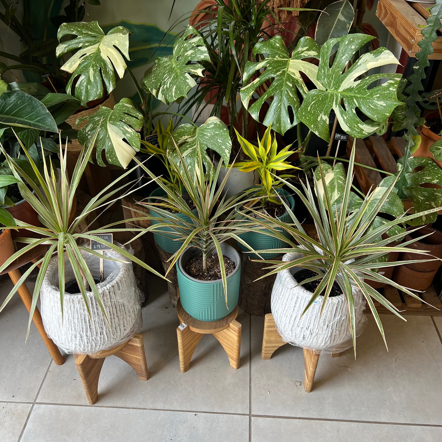 Dracena Marginata Tricolor