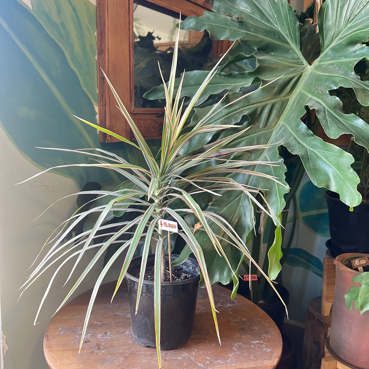 Dracena Marginata Tricolor