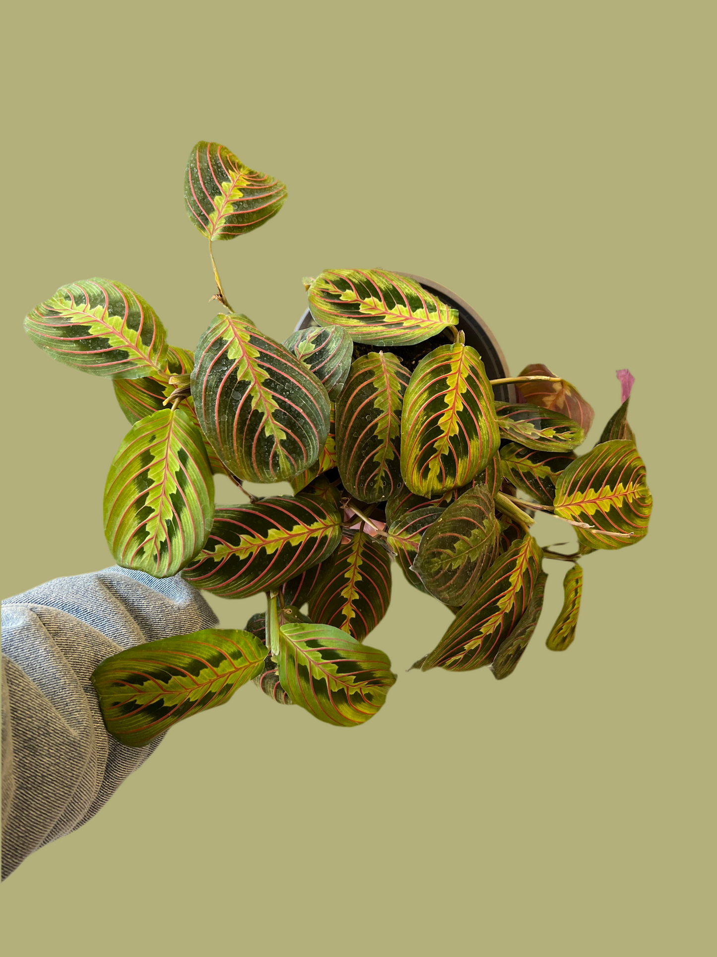 Maranta Leuconeura