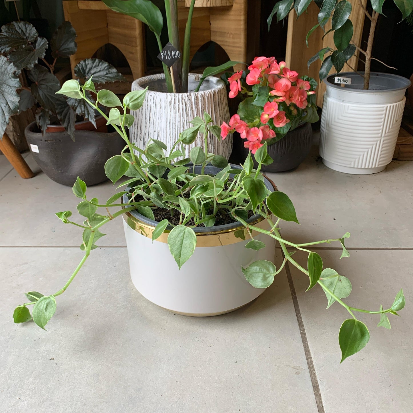 Peperomia Scadens Variegada