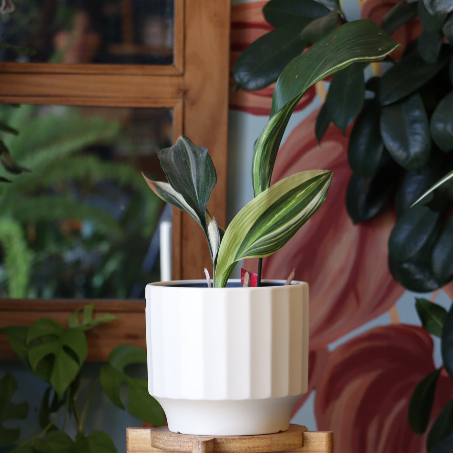 Aspidistra Variegada