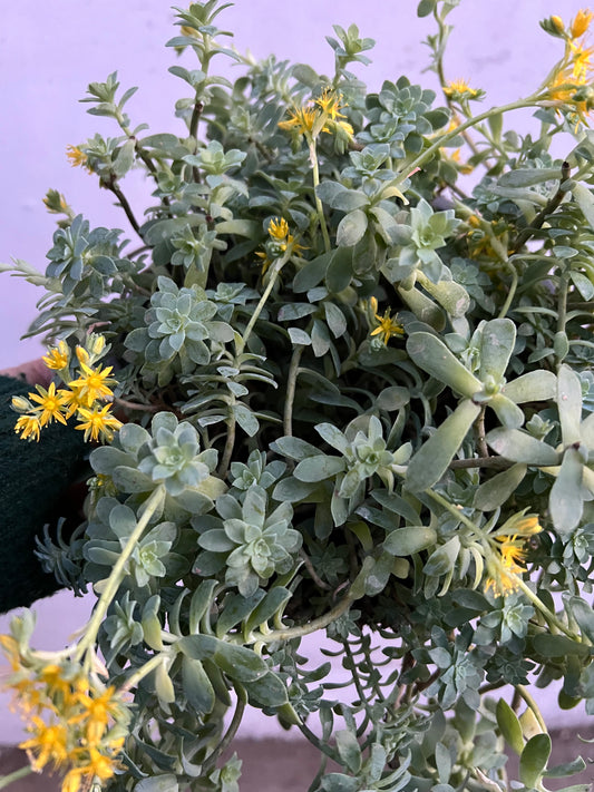 Sedum Palmeri