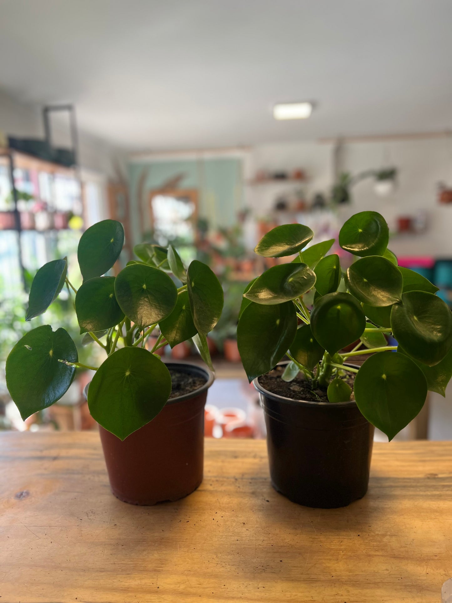 Peperomia Cucharita Xl