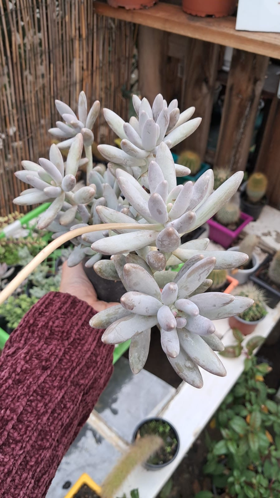 Pachyphytum saltense