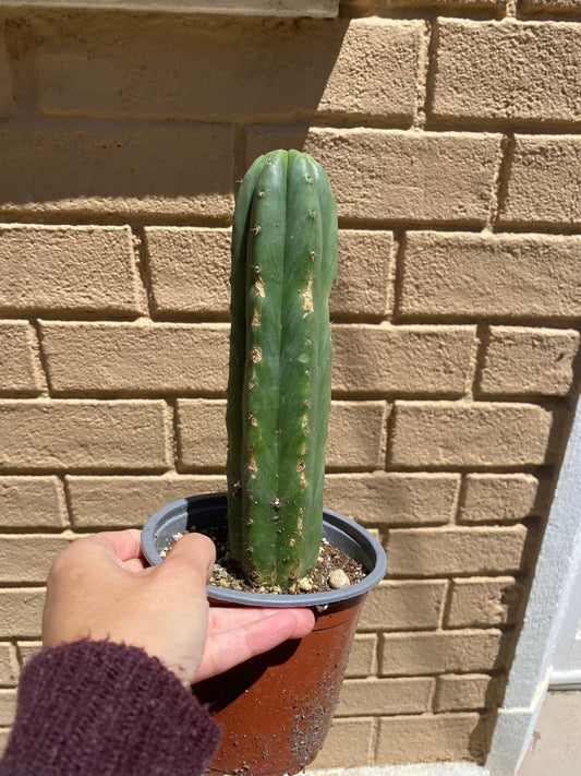 Cactus San Pedro