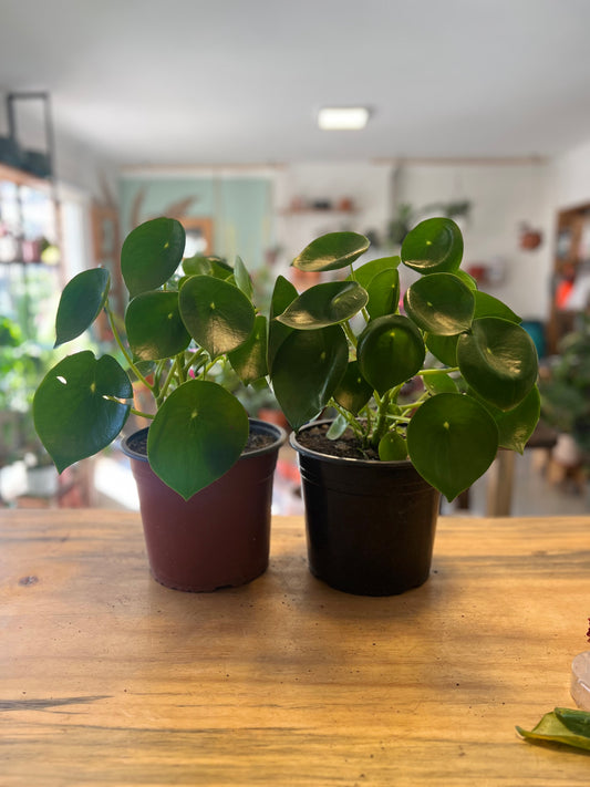 Peperomia Cucharita Xl