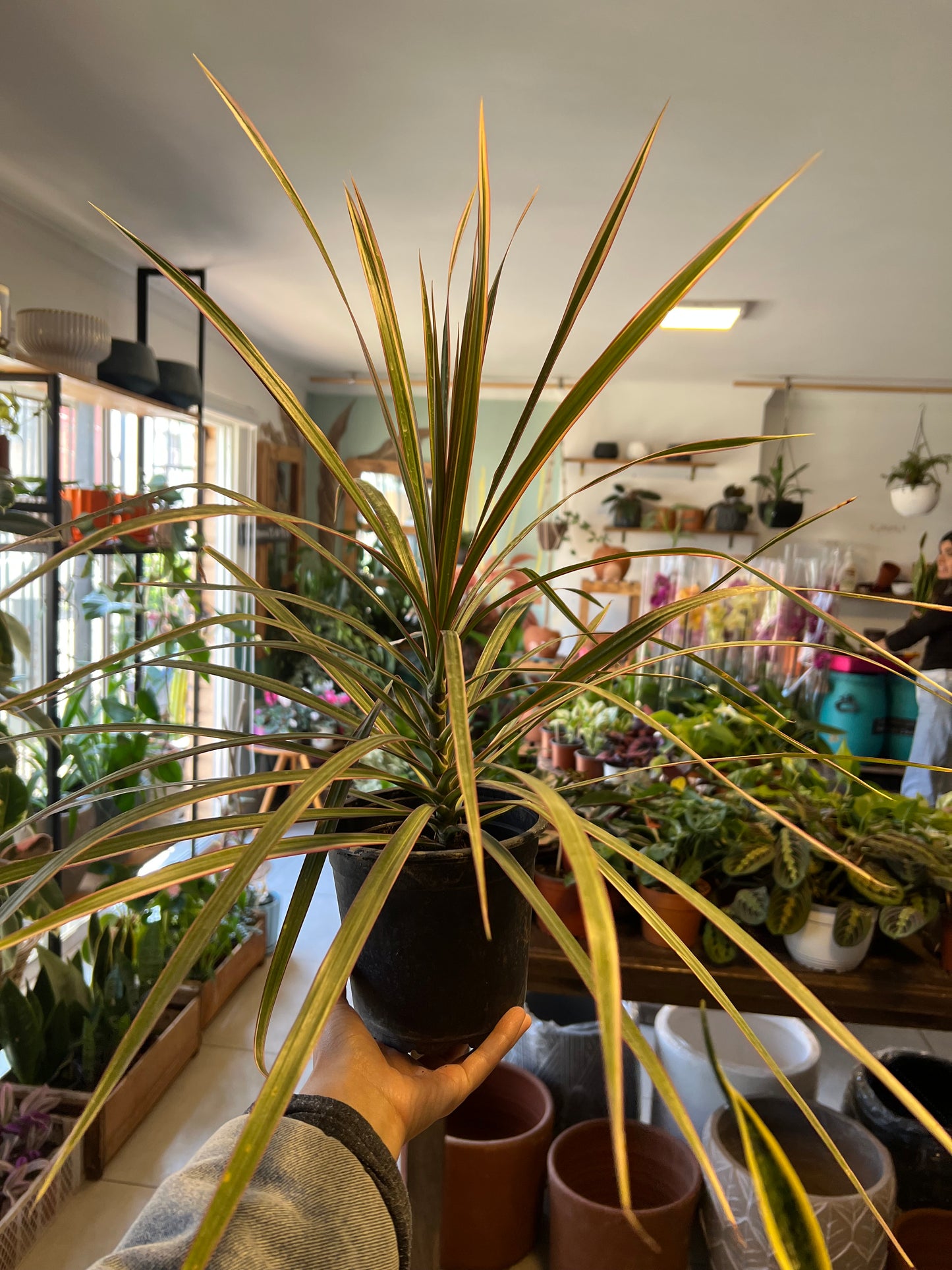 Dracena Marginata Tricolor