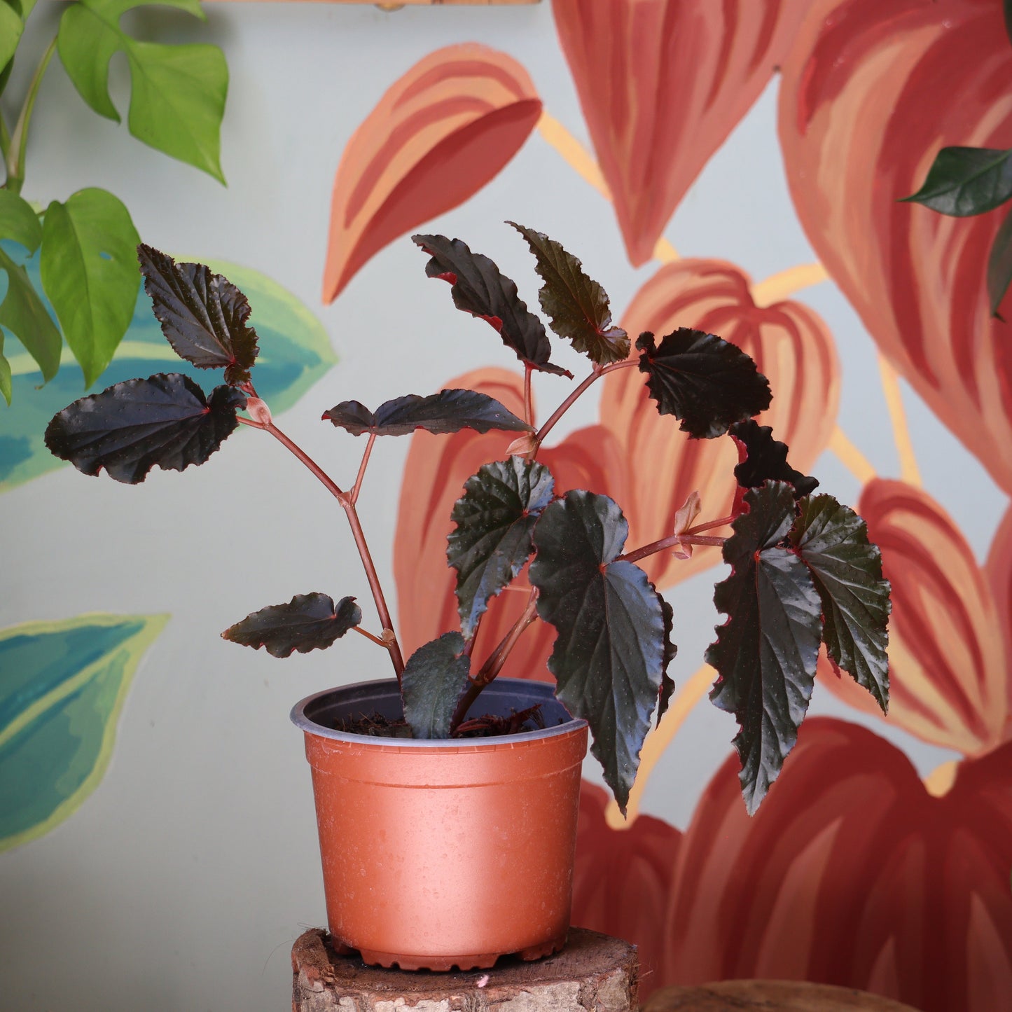 Begonia Black Magic