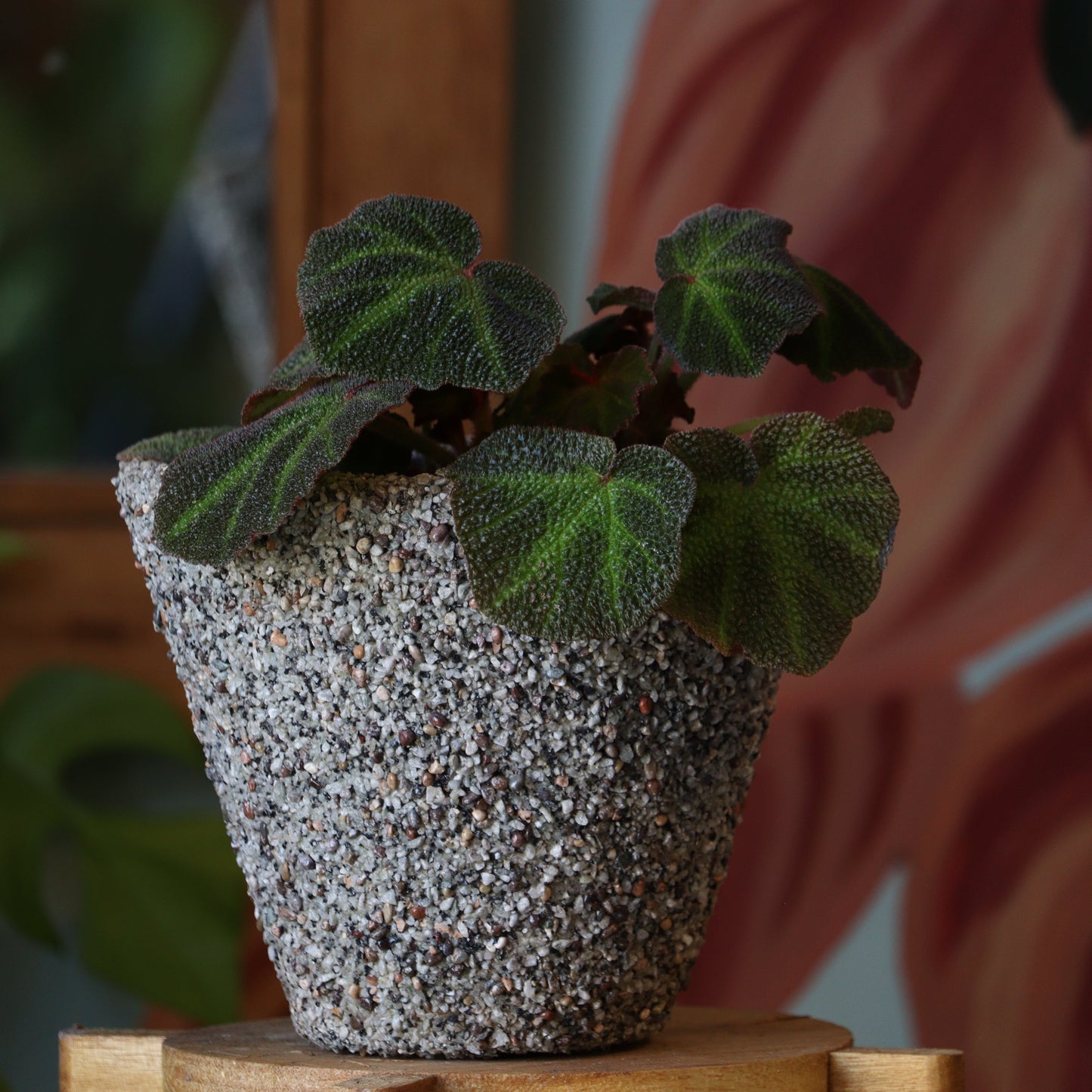 Begonia Solimutata S
