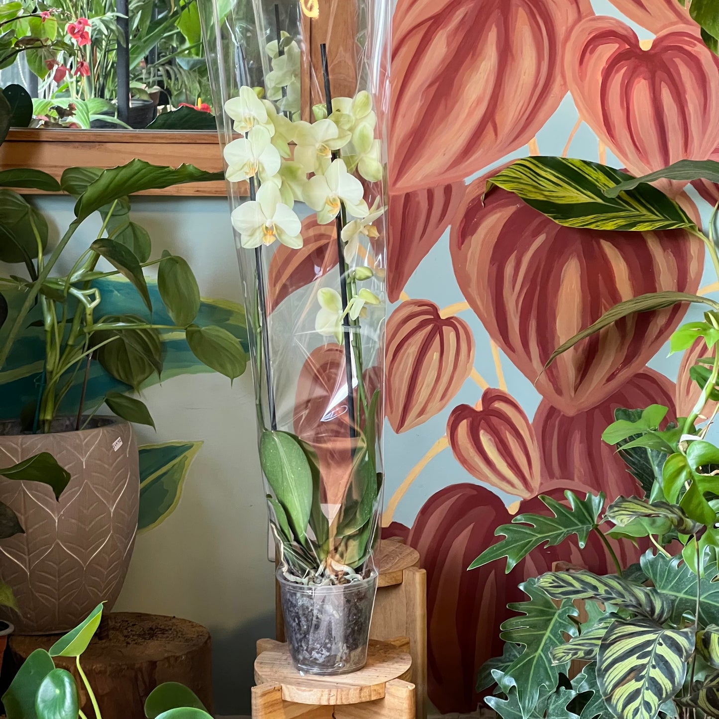 Orquídea