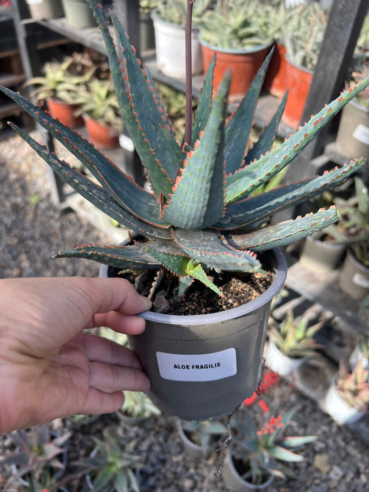 Aloe Fragilis