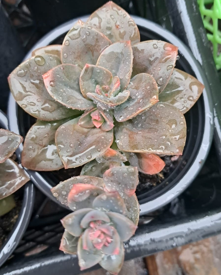 Echeveria Chroma