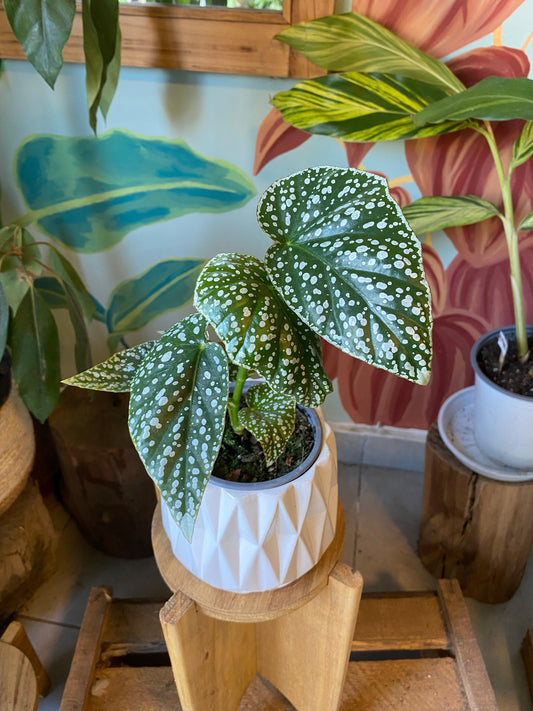 Begonia Snow Capped S