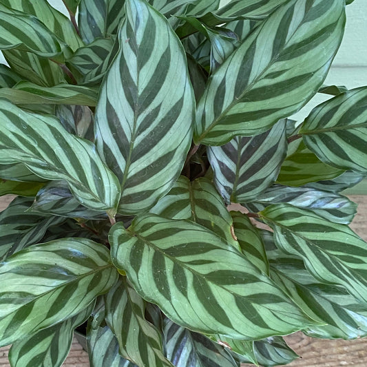 Calathea Freddie