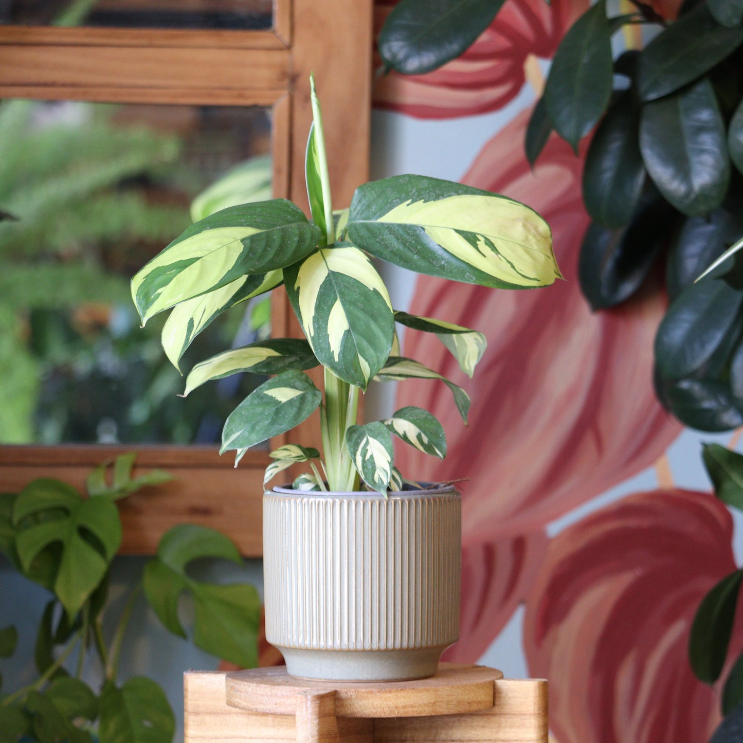 Calathea Lubbersiana S