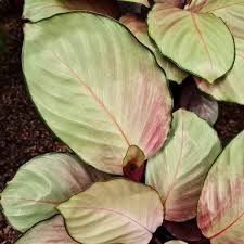 Calathea Picturata Silver Plate