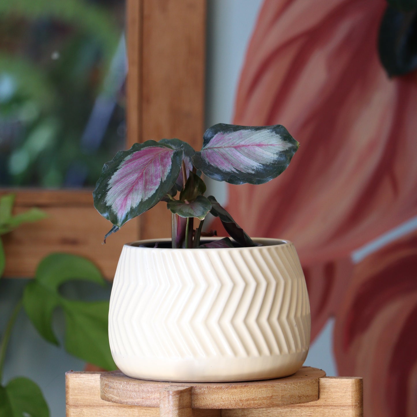 Calathea Roseopicta White Cloud S