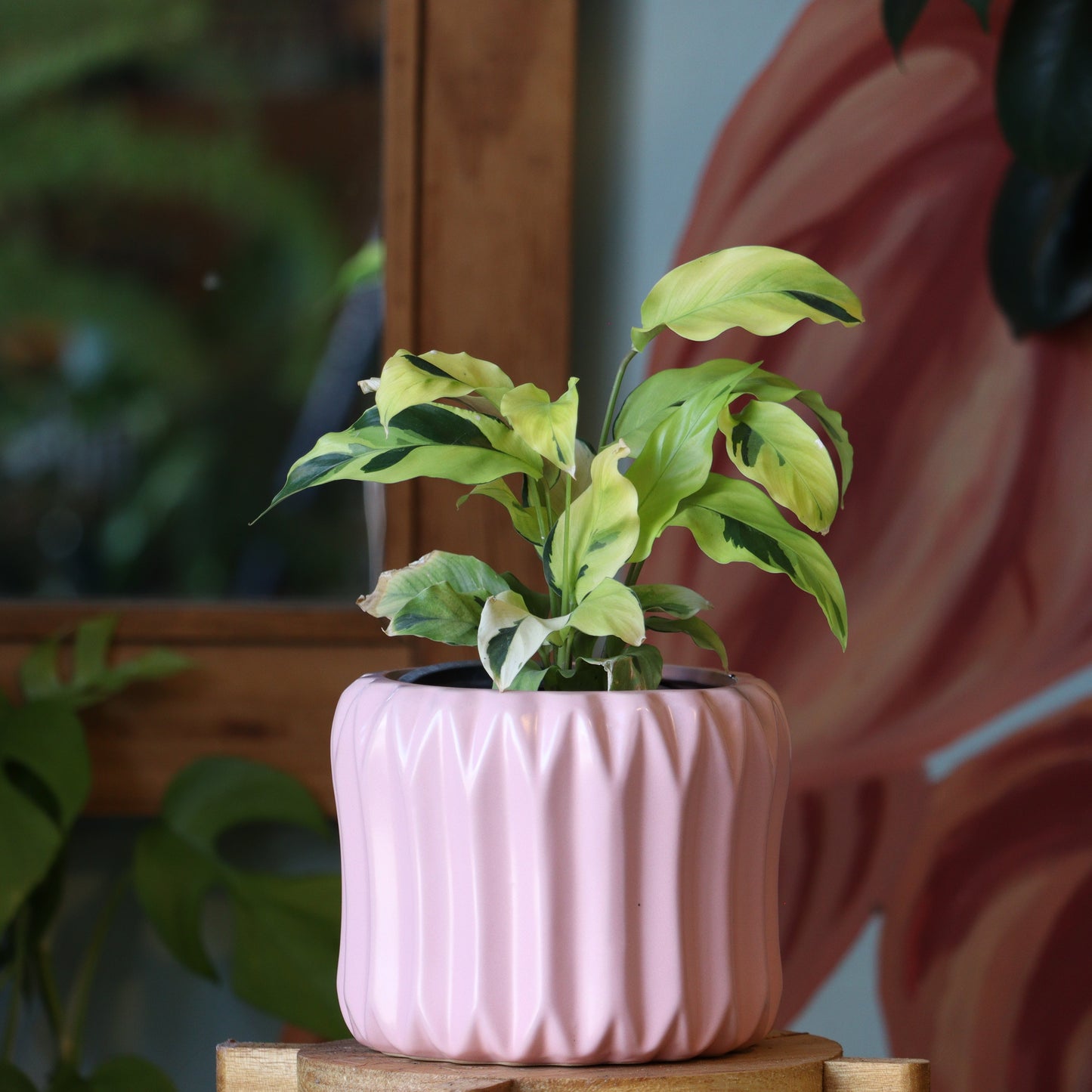 Calathea Thai Beauty S