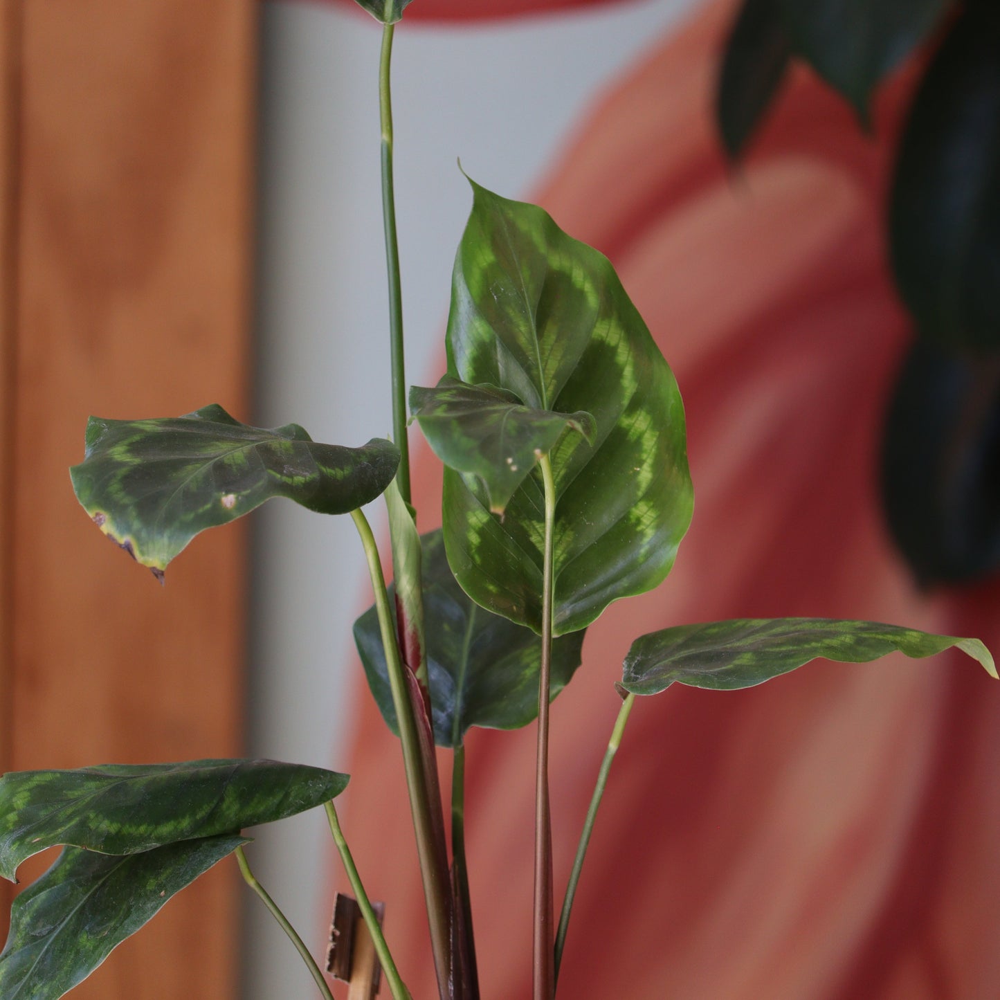 Calathea Veitchiana S