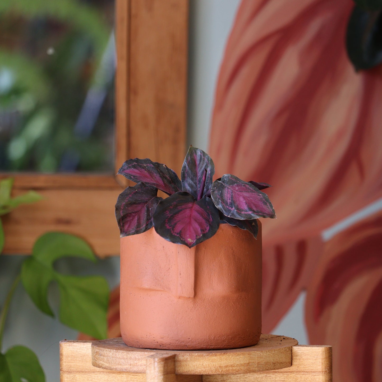 Calathea Purple Rose S