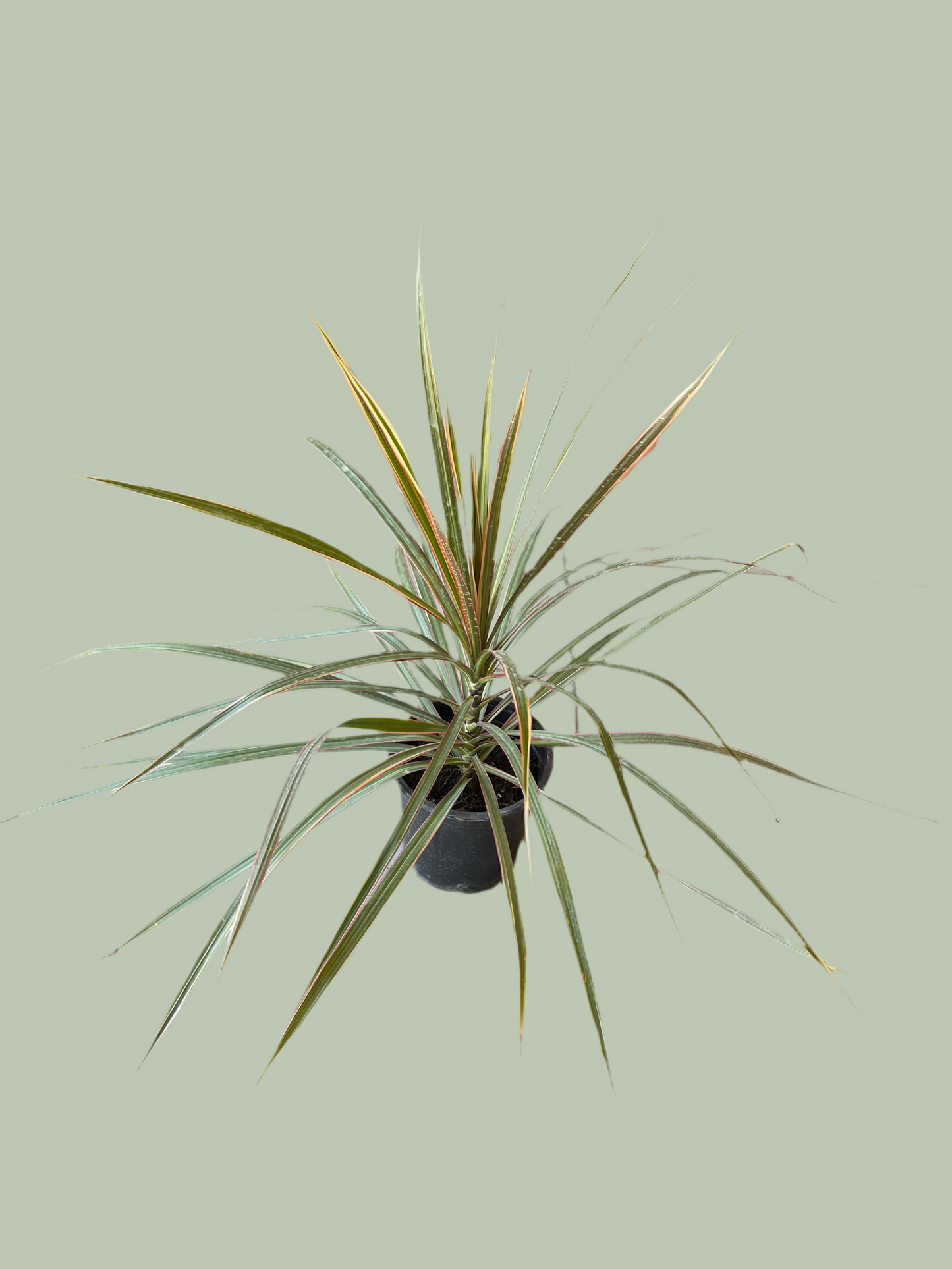 Dracena Marginata Tricolor