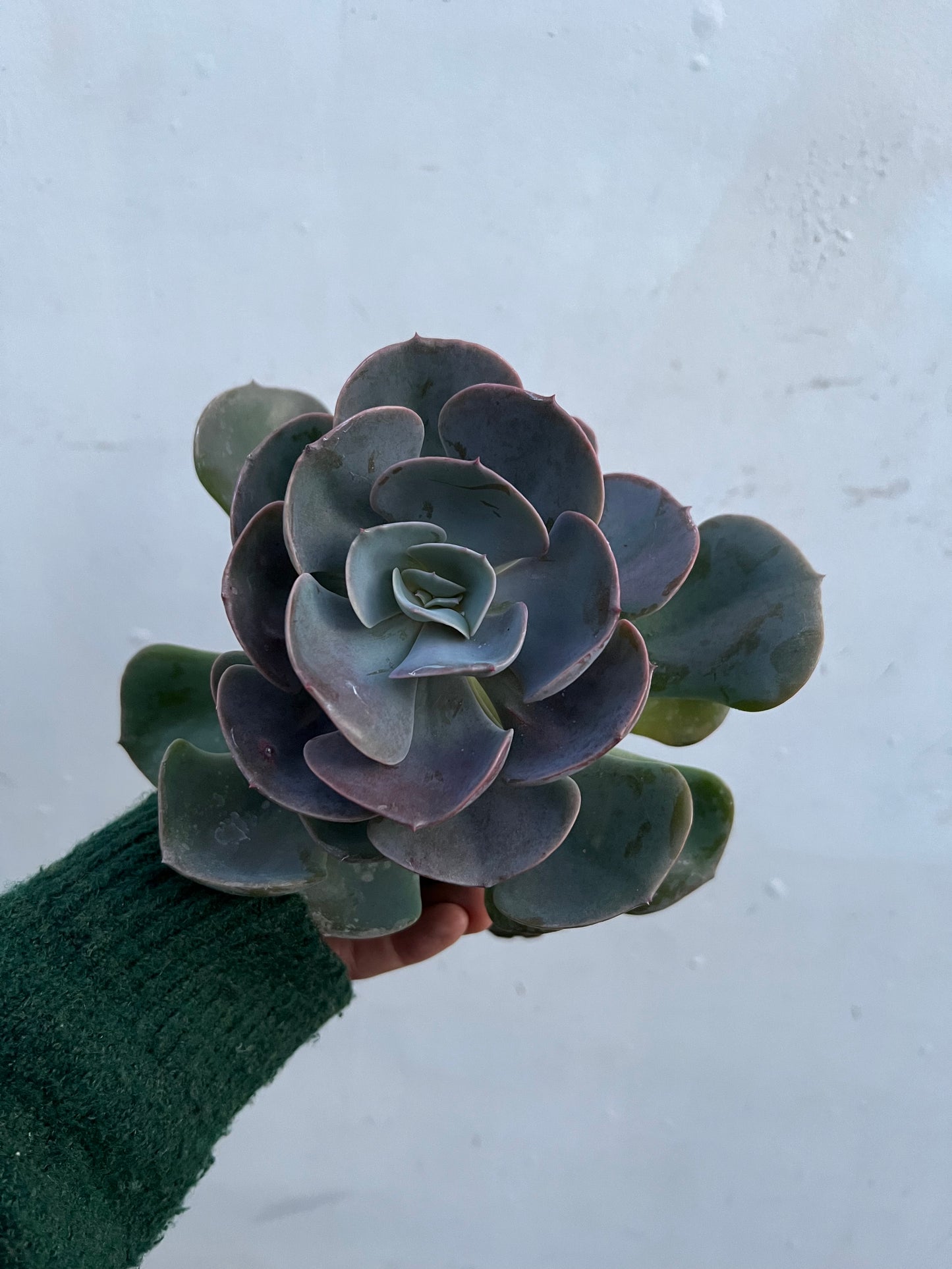 Echeveria Dusty Rose