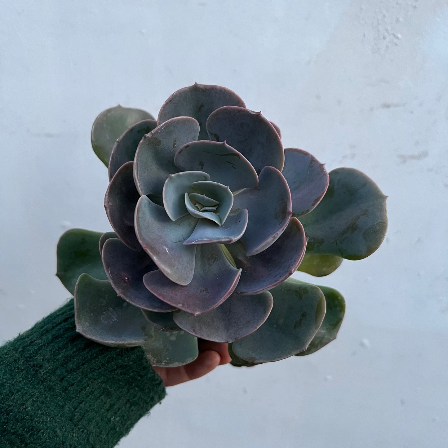 Echeveria Dusty Rose