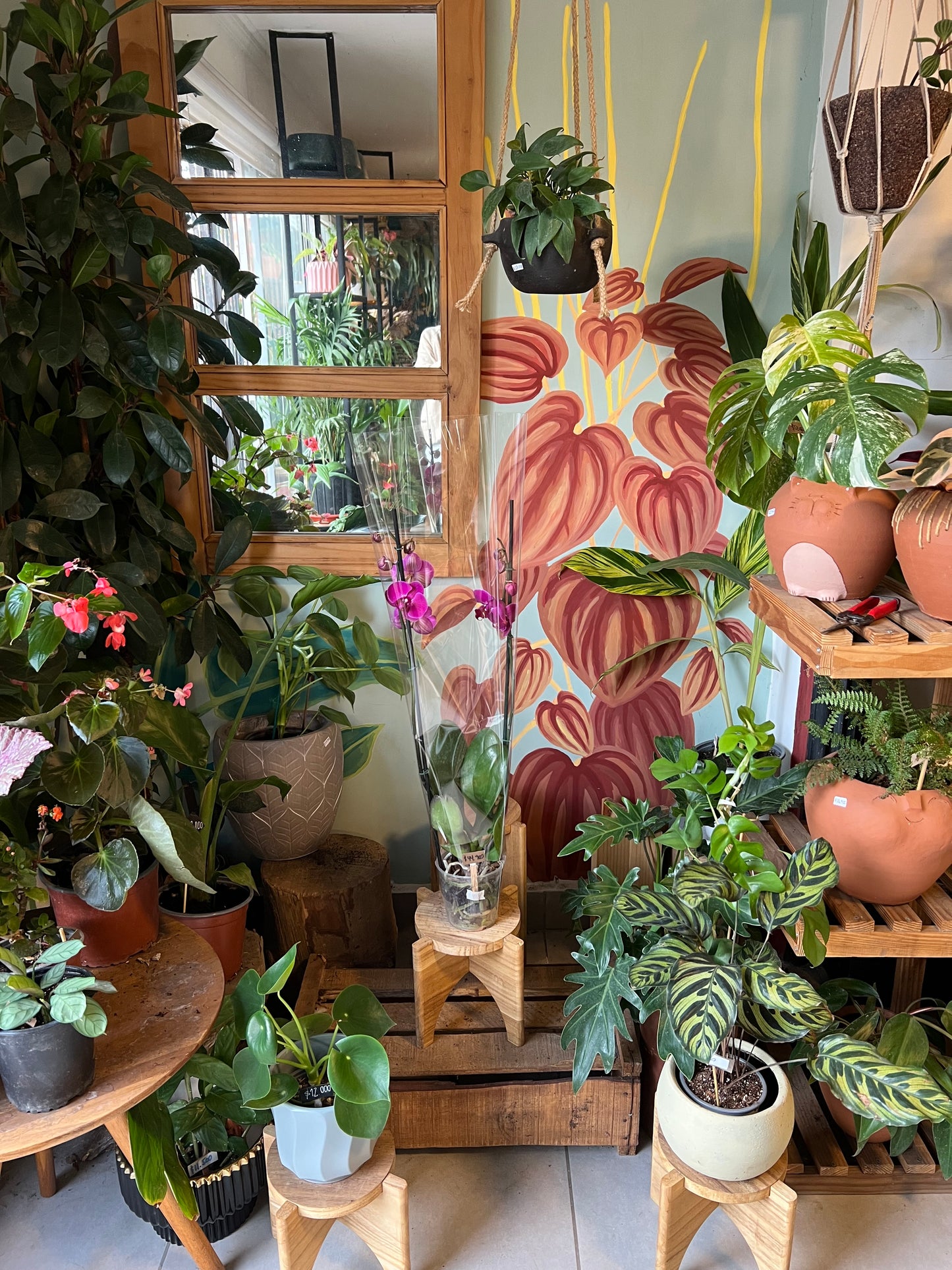 Orquídea