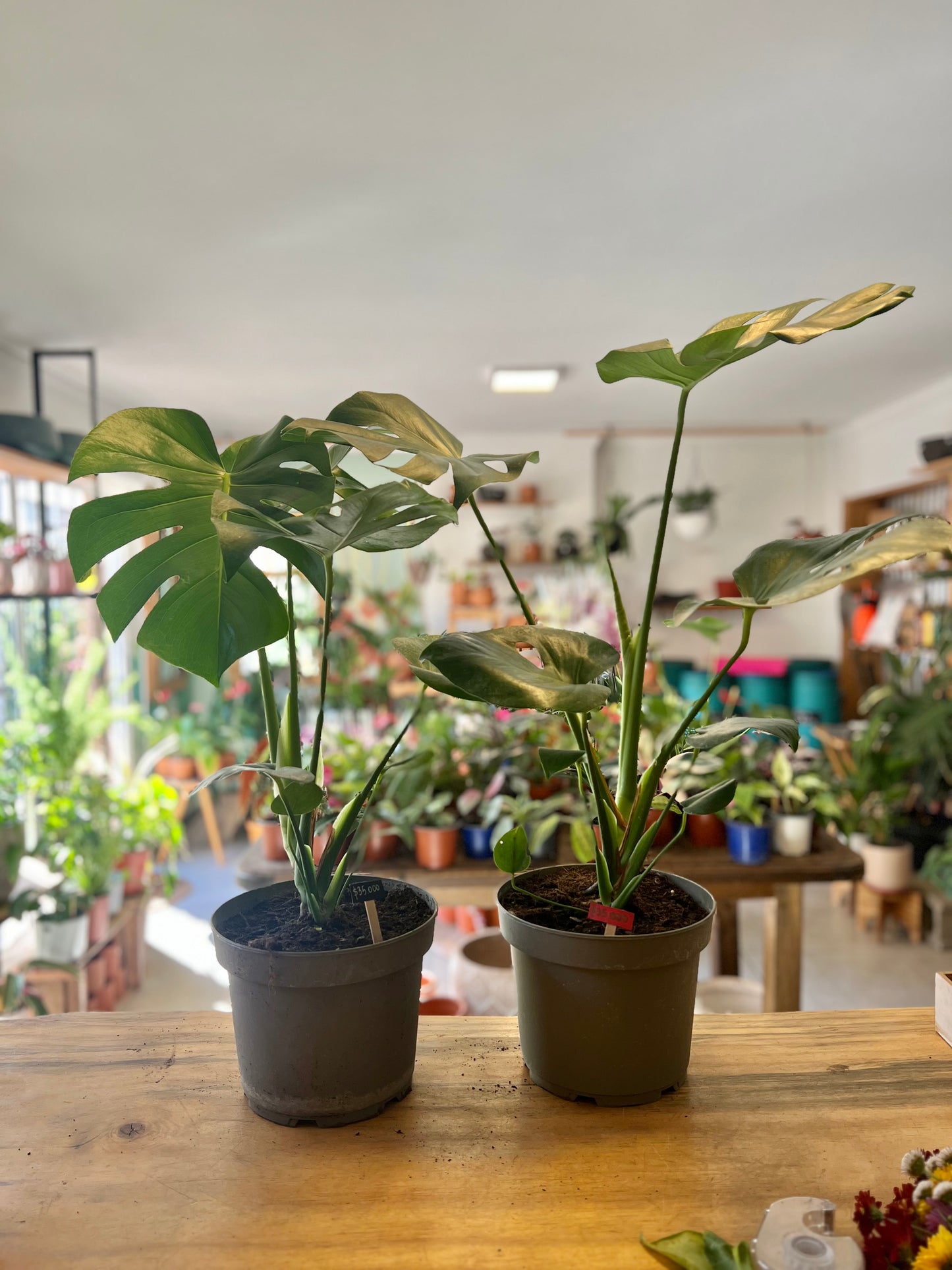 Monstera Deliciosa L