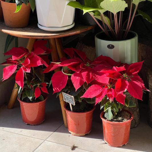 Corona del Inca (flor de navidad)