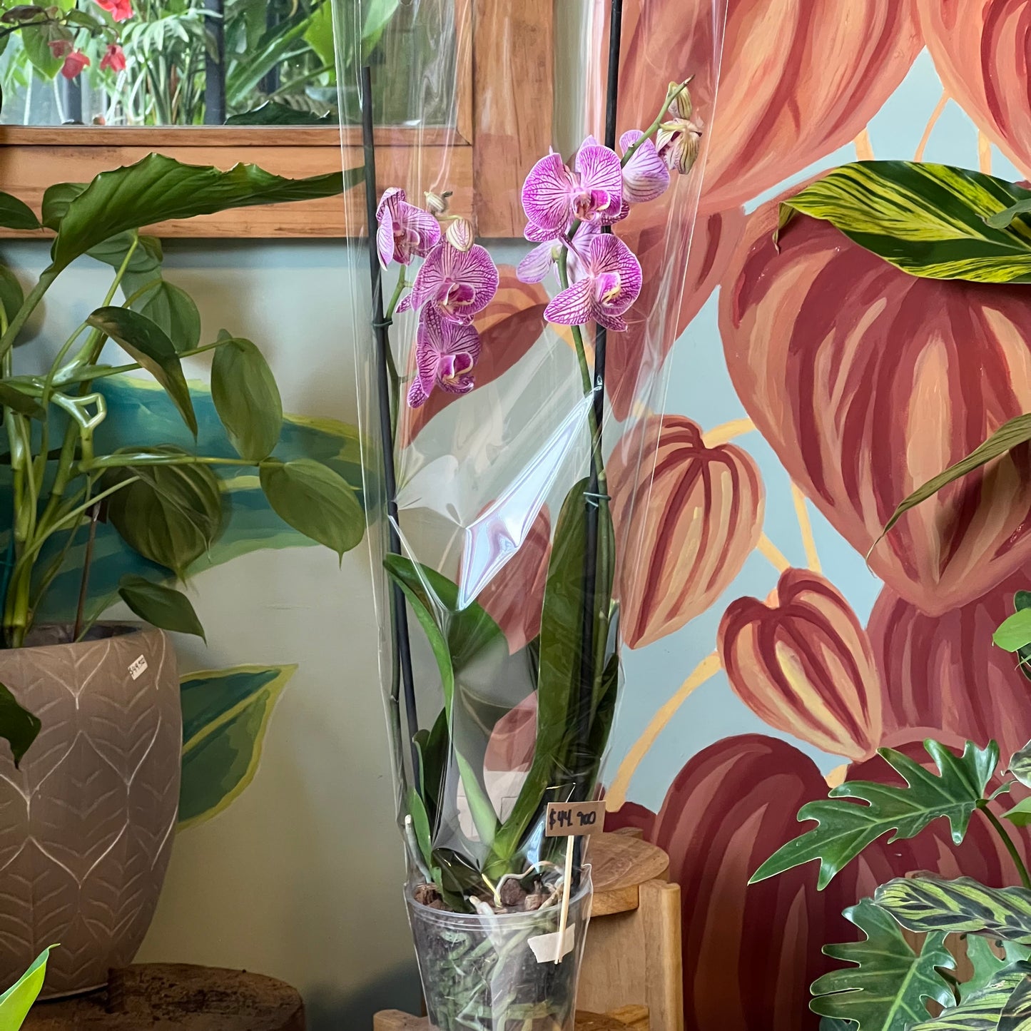 Orquídea