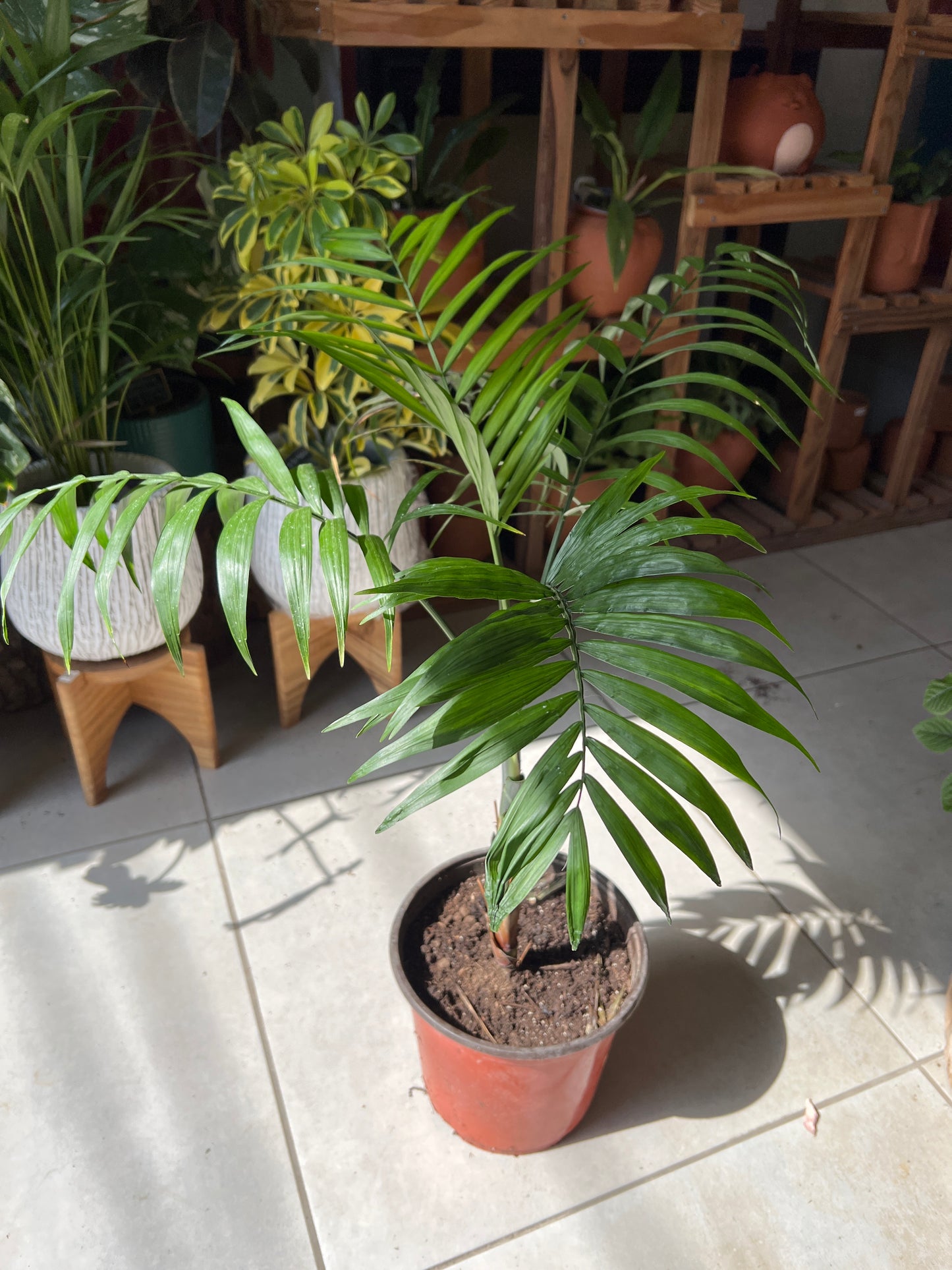 Chamaedorea