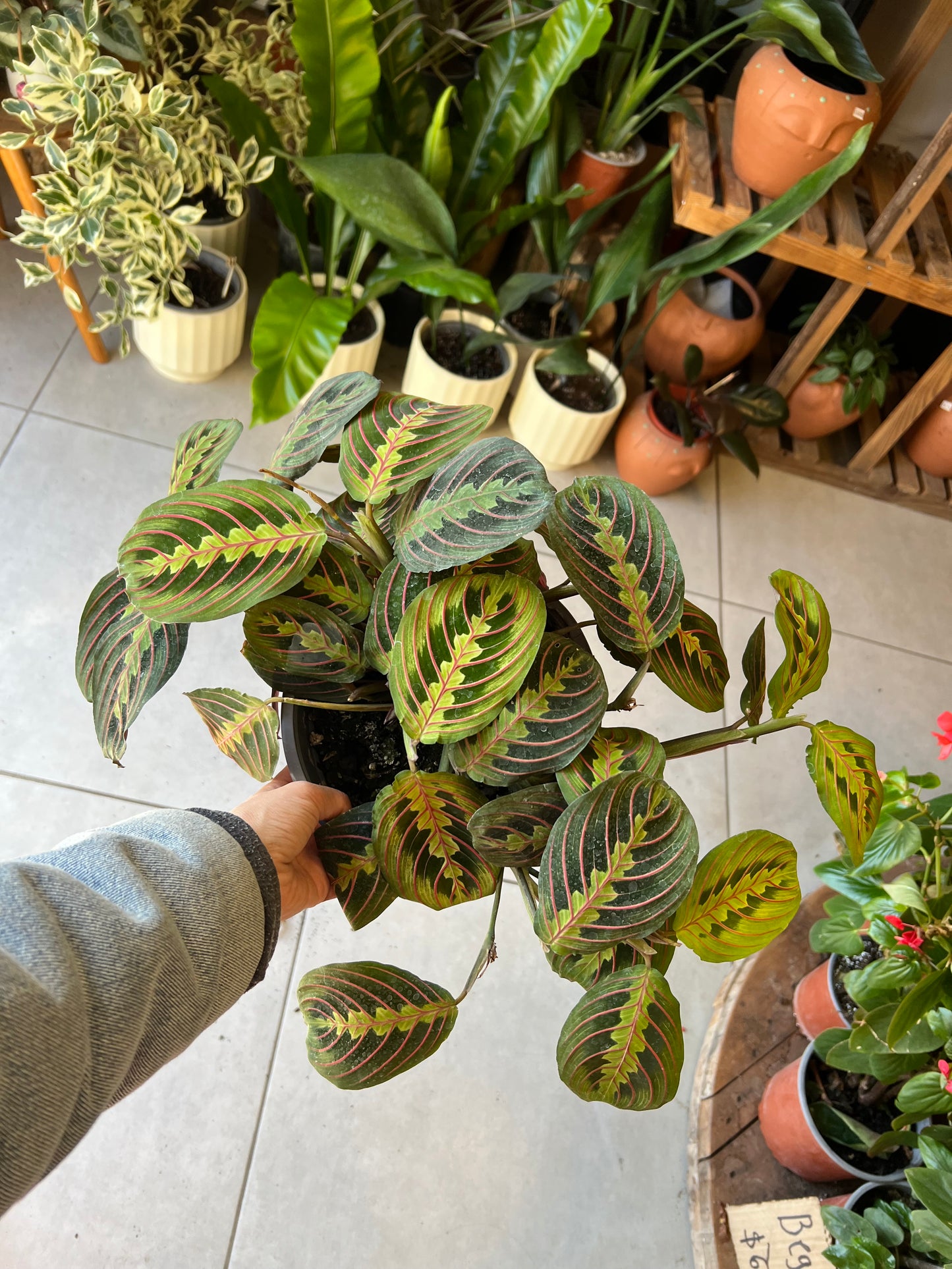 Maranta Leuconeura