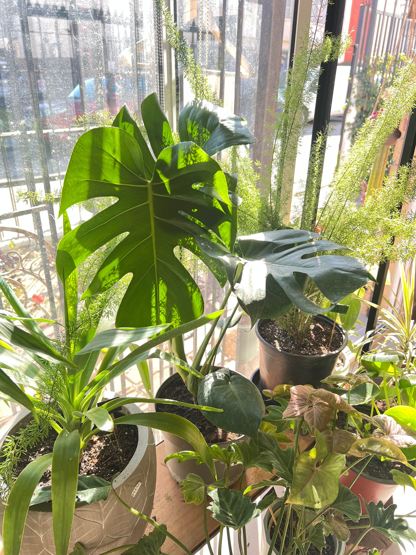 Monstera Deliciosa L
