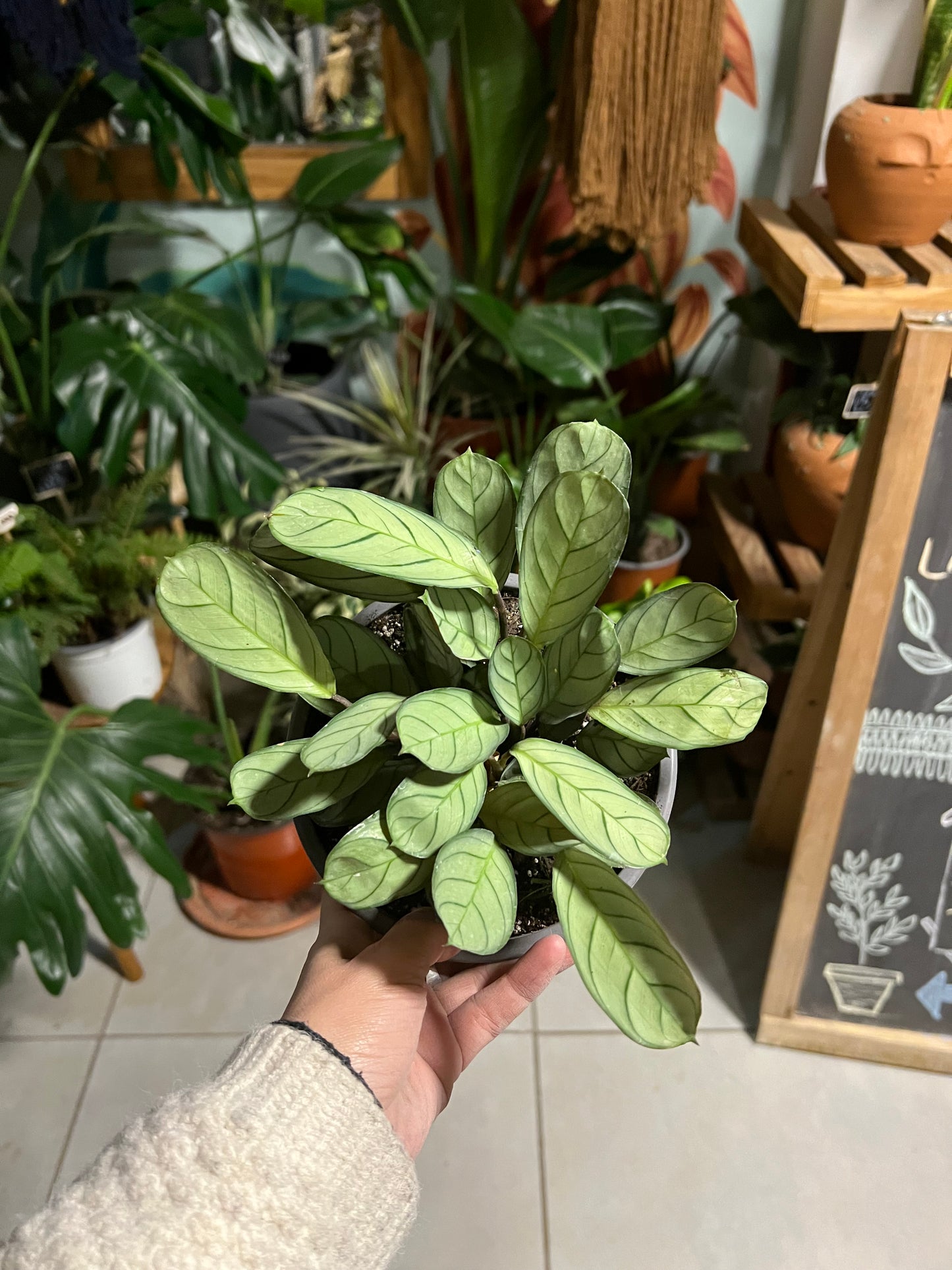 Calathea Amagris