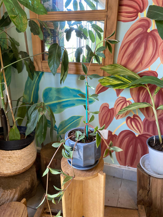 Peperomia Puteolata S