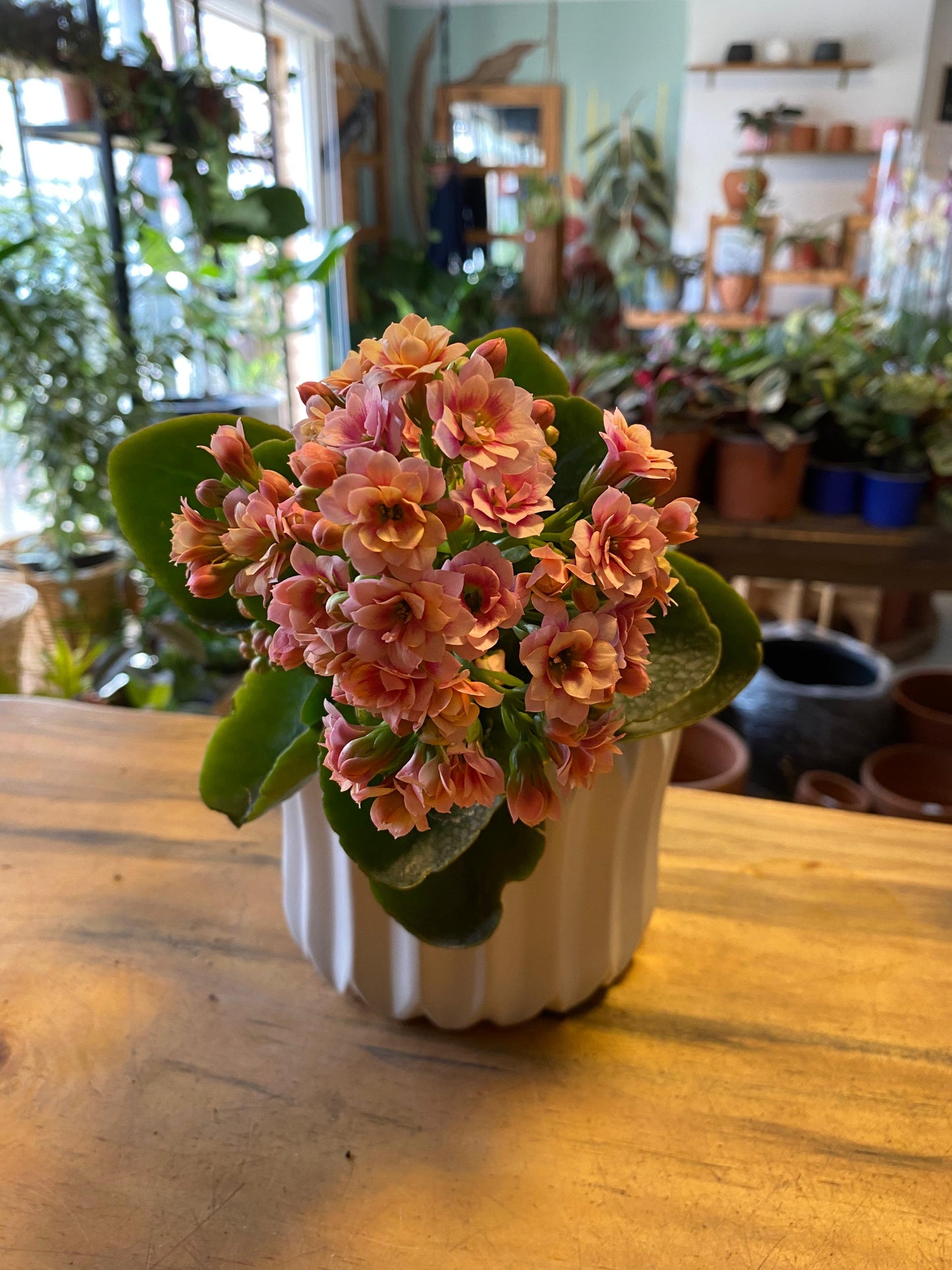 Kalanchoe Happy House