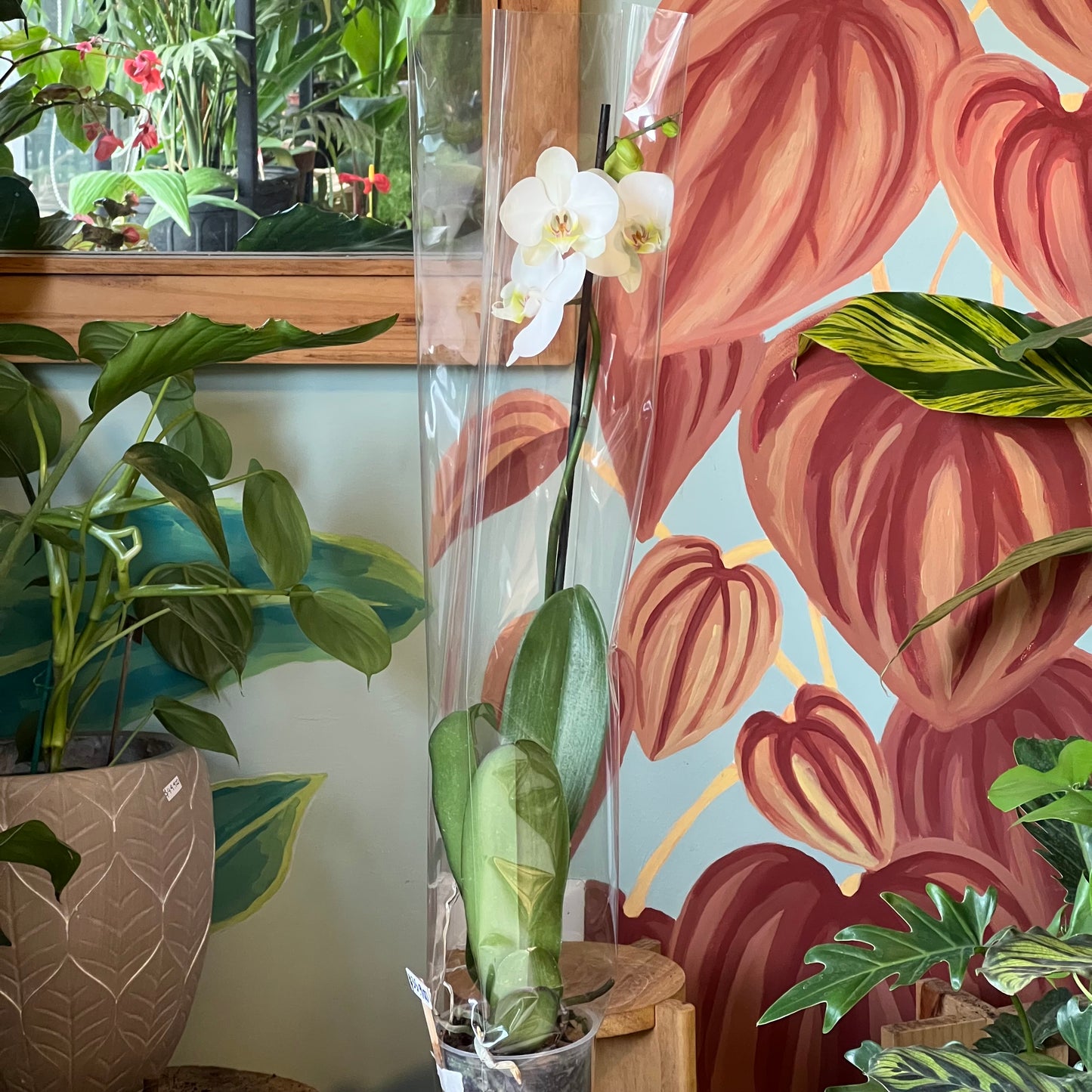 Orquídea