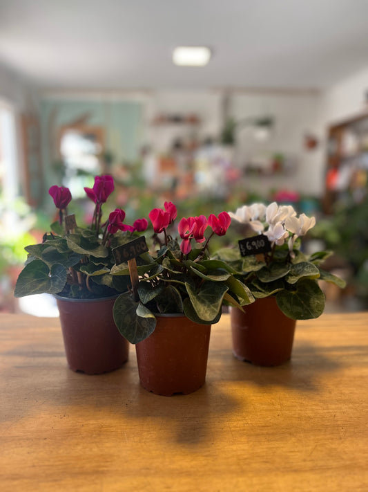 Cyclamen (Violeta Persa) M