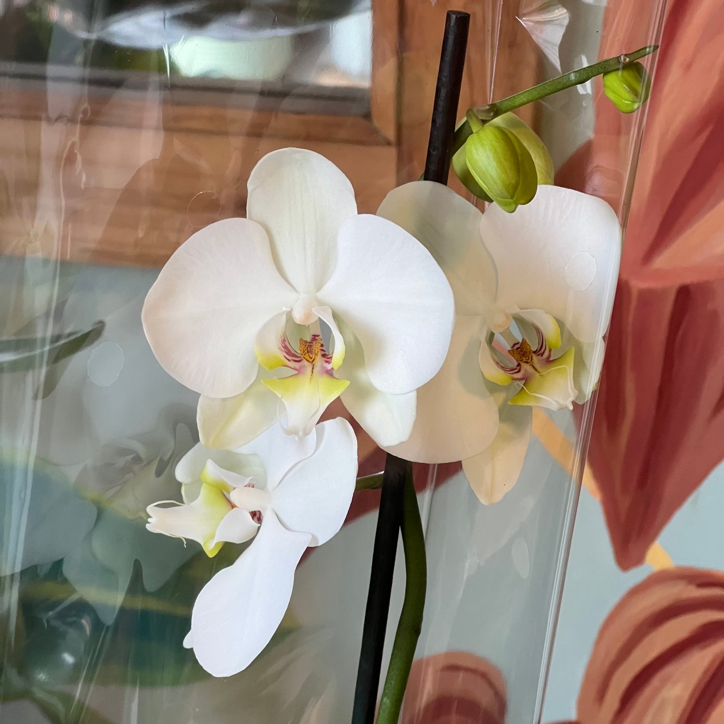 Orquídea