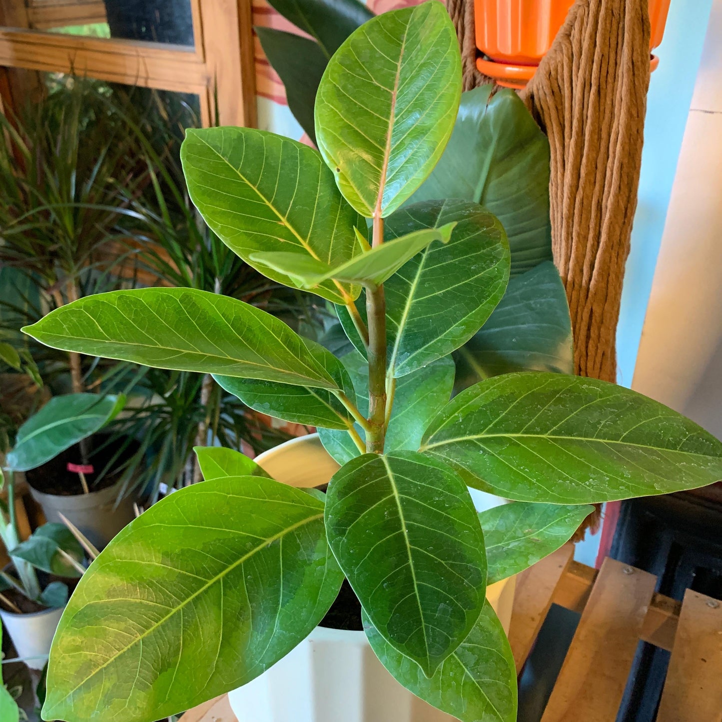 Ficus Gomero Altissima