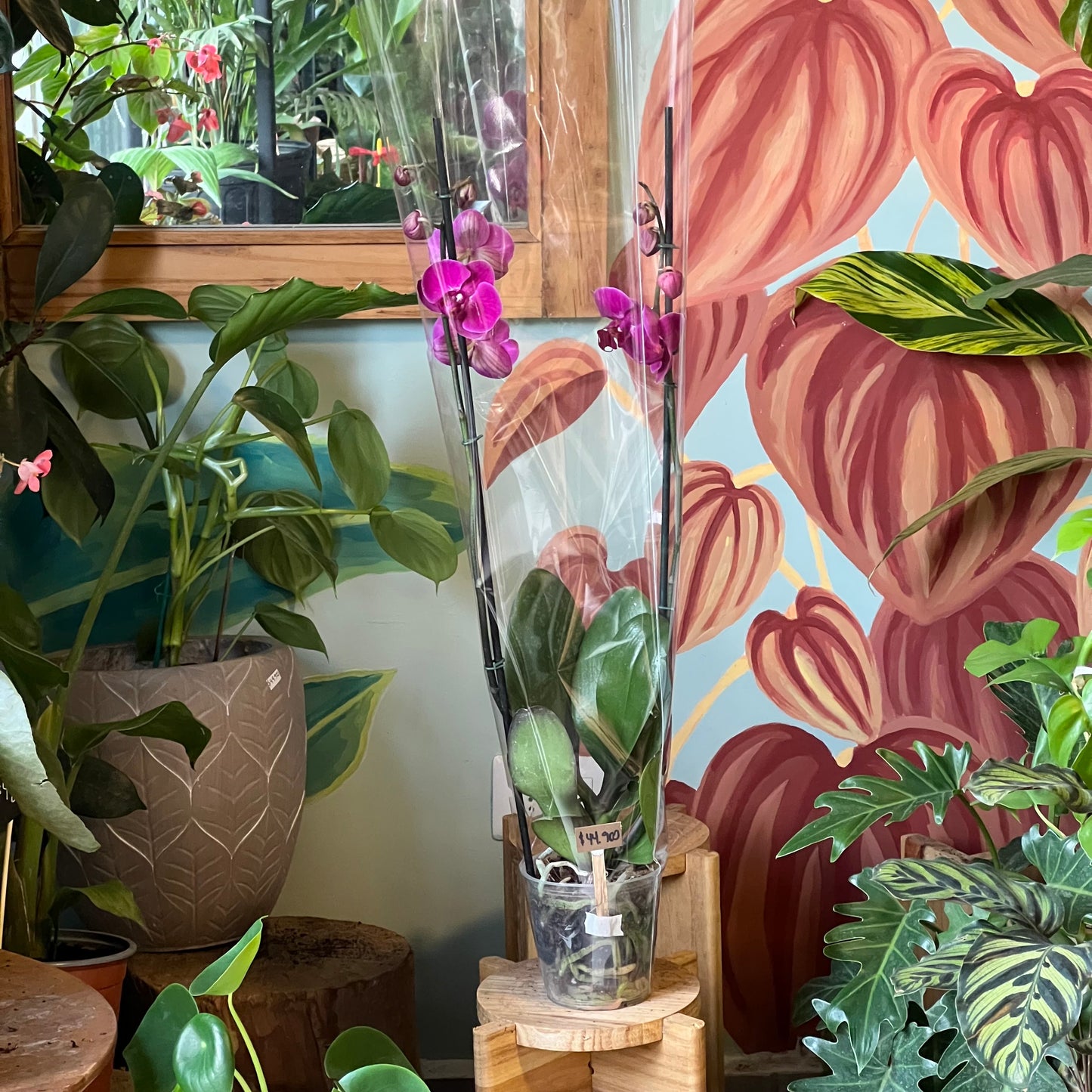 Orquídea