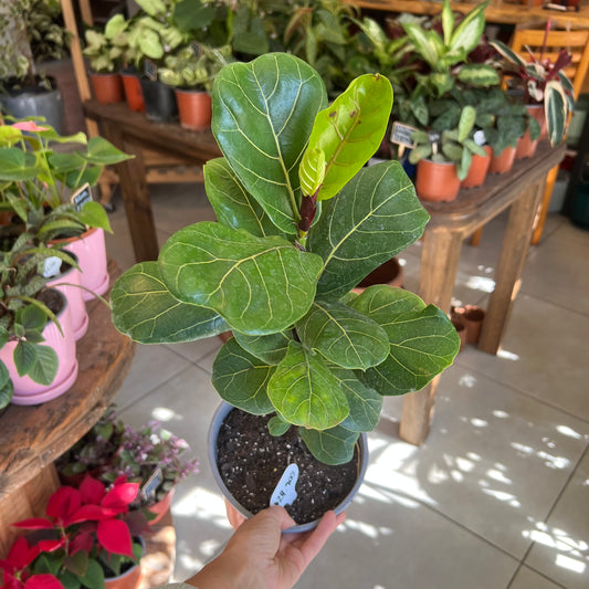 Ficus Lyrata