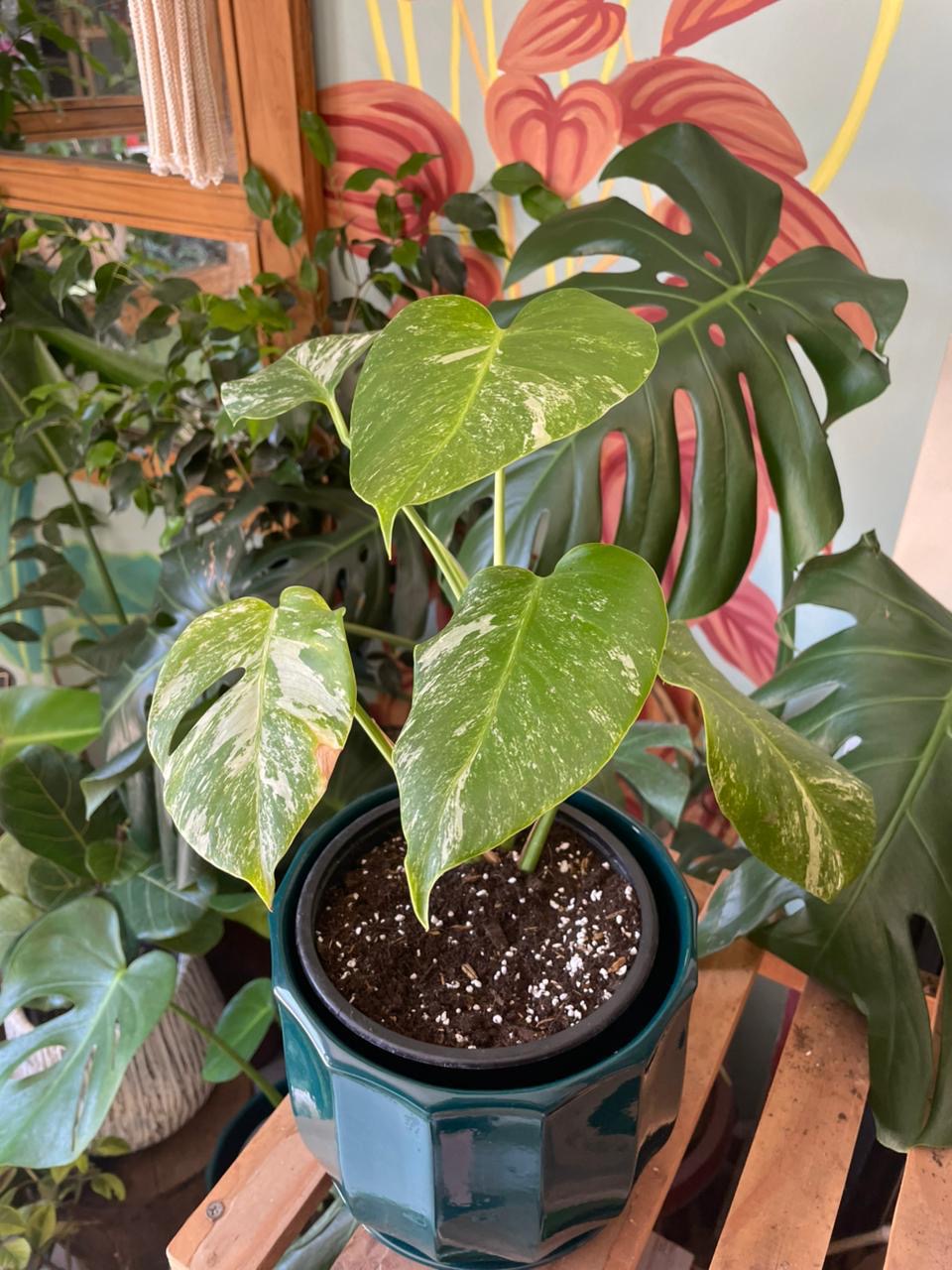 Monstera Variegada Thai Constellation