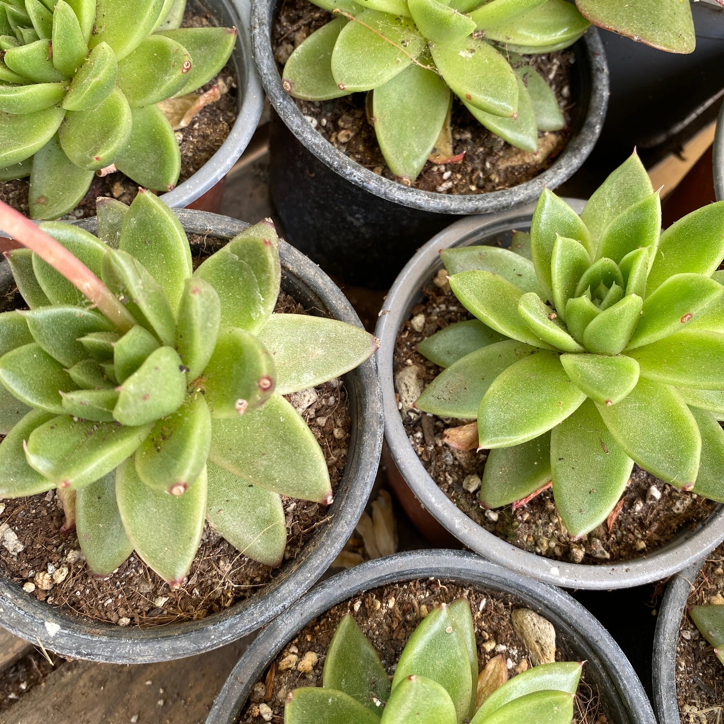 Echeveria Agavoides christmas