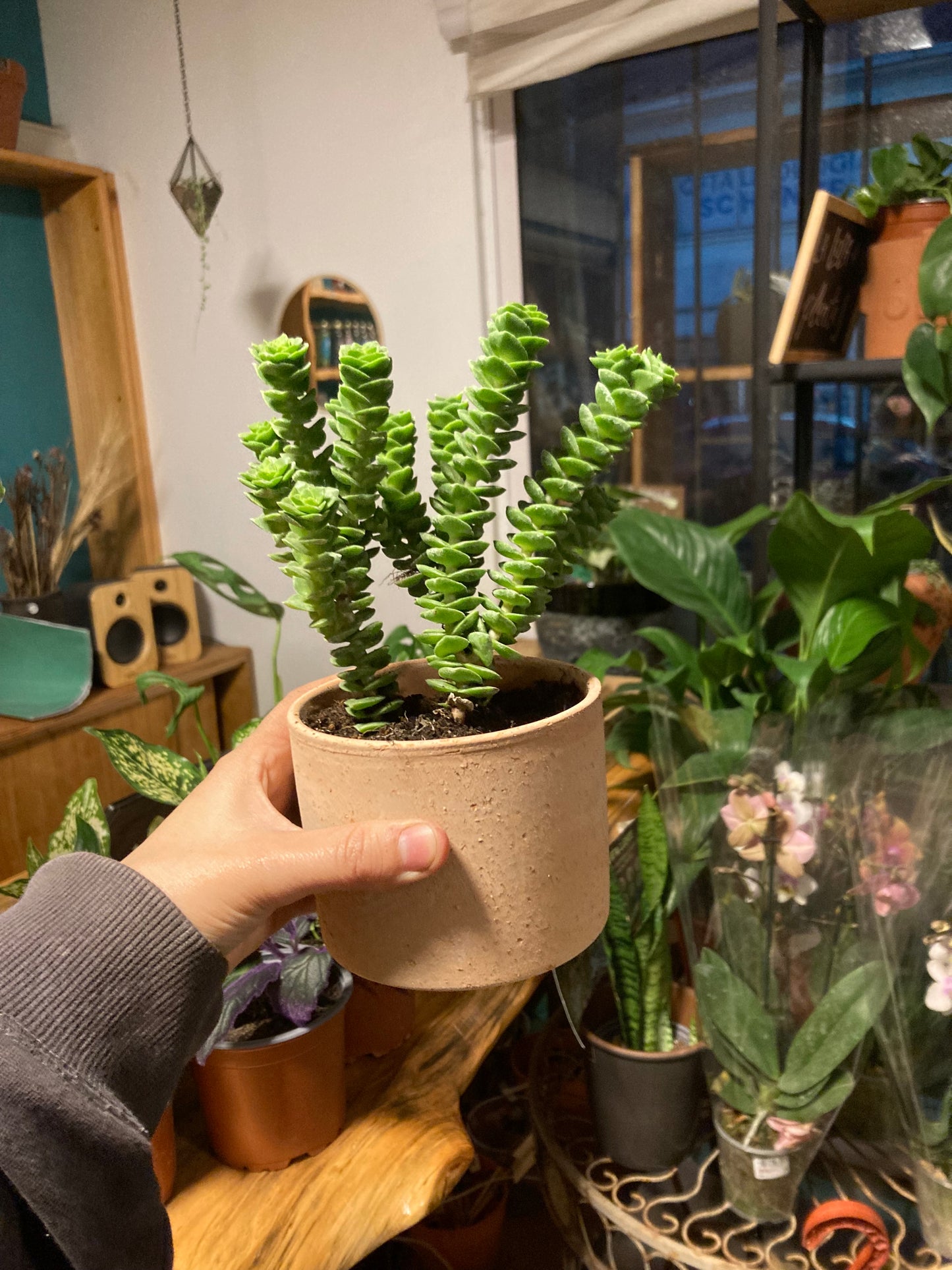 Crassula Green